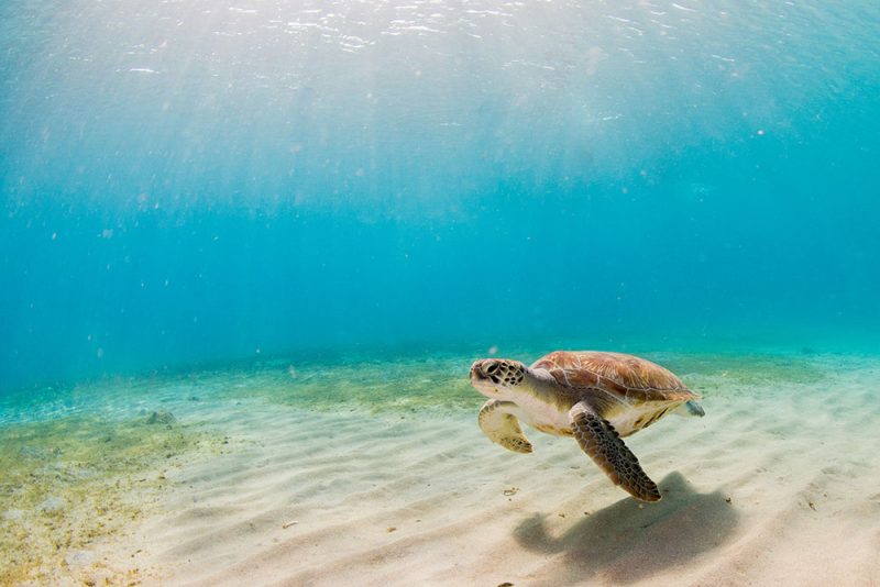 Endangered Species - Protecting Turtles in Sian Ka'an